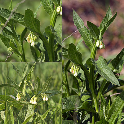 Symphytum officinale / Consolida maggiore